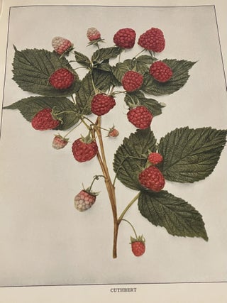 The Small Fruits of New York